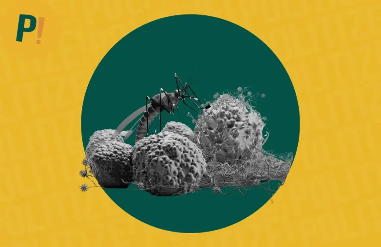 imagem do inseto que transmite o zika vírus