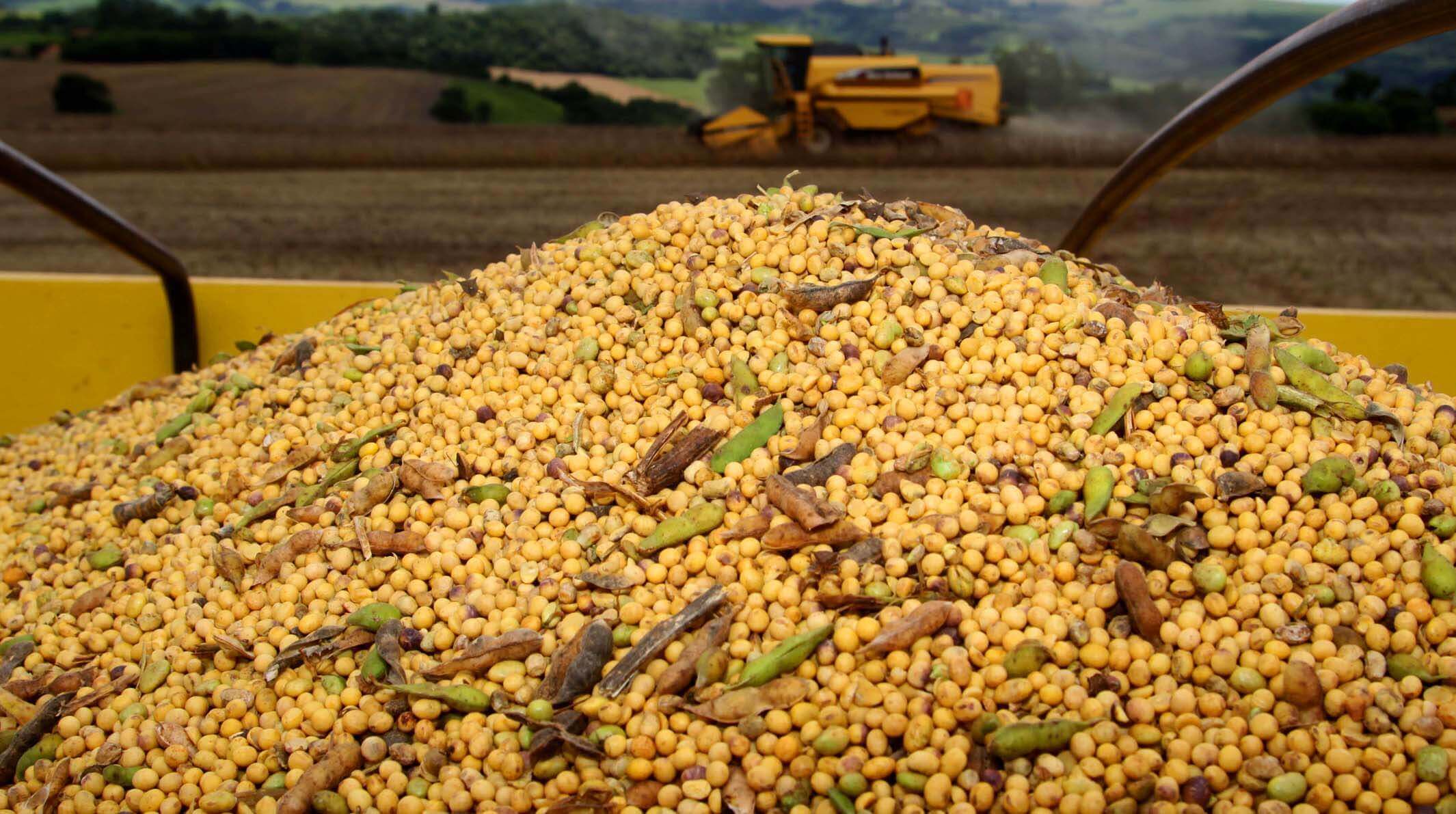Na imagem, uma pilha de grãos de soja. Contéudo "FAO"