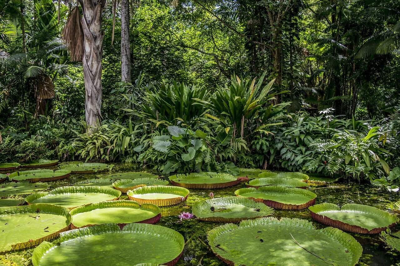 Amazônia, um dos 6 biomas brasileiros. 