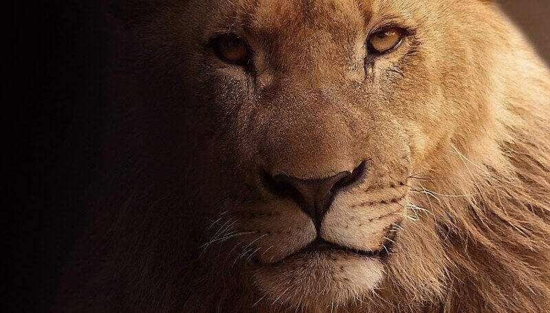 O Leão, animal símbolo do Imposto de Renda
