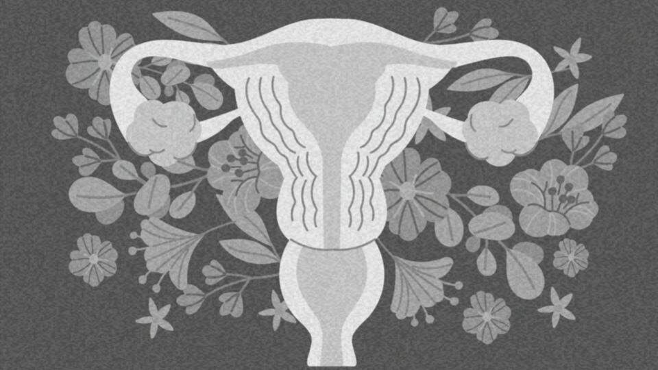 Imagem do sistema reprodutivo feminino representando os direitos sexuais e reprodutivos