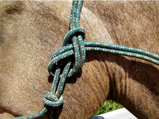 O cabresto é um instrumento usado para controlar animais, como o cavalo. Na República Velha, o voto de cabresto se caracterizava por ser aberto e controlado pelos coronéis. 