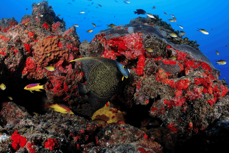 unidades-de-conservacao-costa-dos-corais