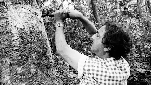 A figura principal do texto próxima a uma árvore.