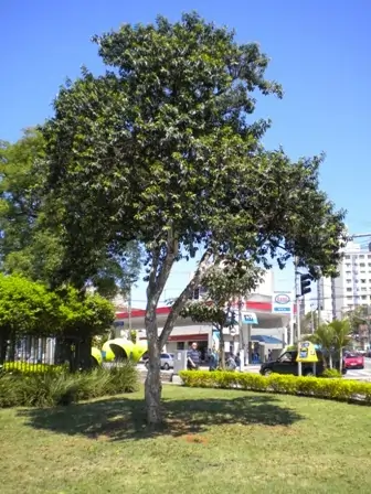 Imagem de uma árvore, Cambuci (Campomanesia phaea). Texto: O que são Florestas Urbanas?