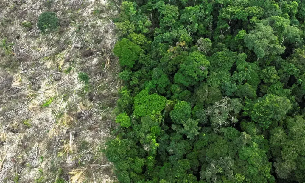 Texto: Como o desmatamento contribui para as mudanças climáticas?