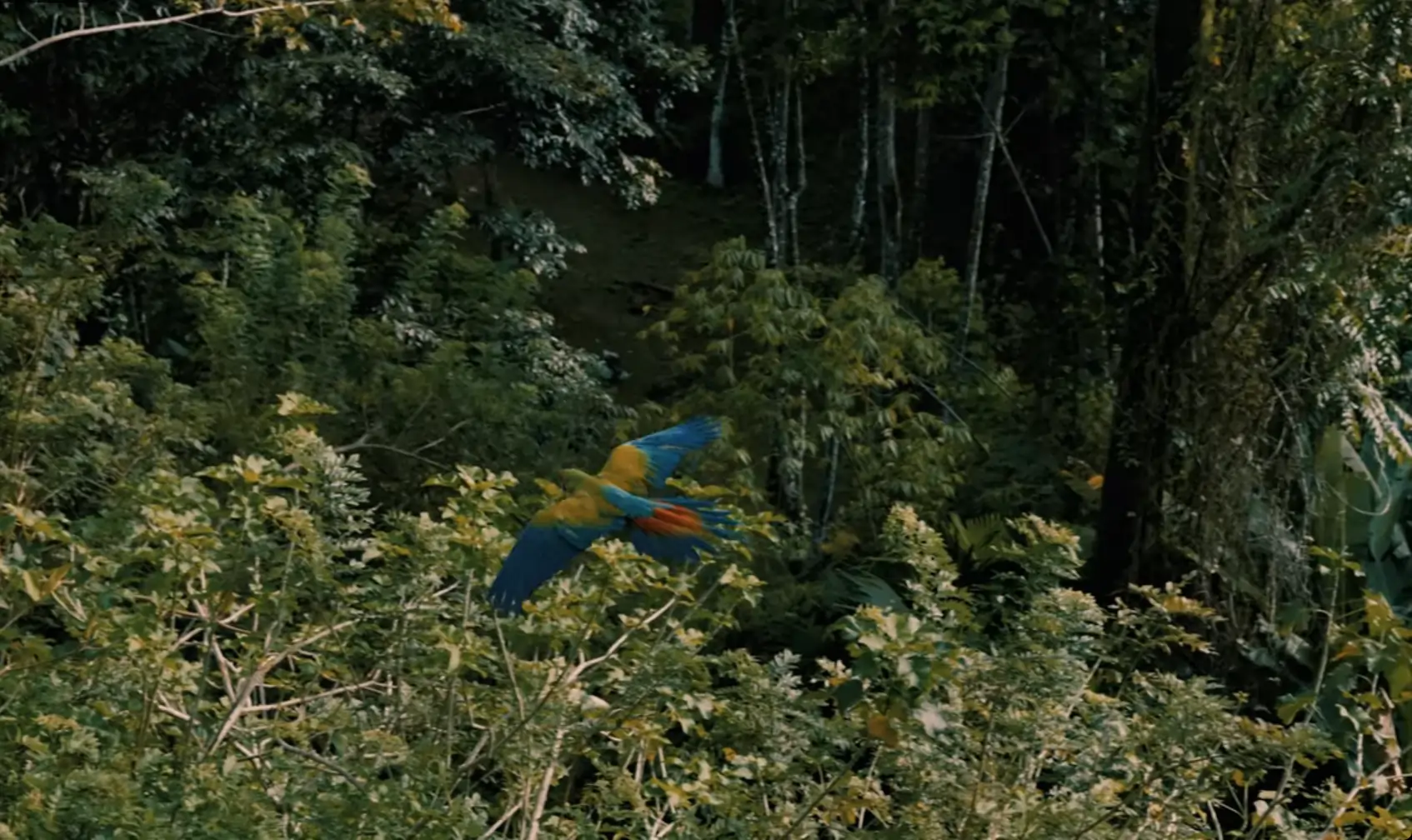 Pássaro colorido voando sobre uma floresta densa