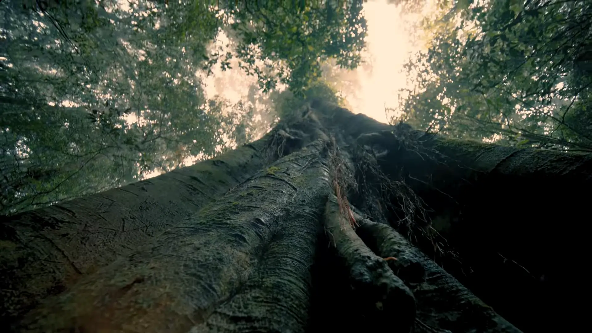 Tronco de uma árvore muito grande, visto de baixo para cima. Texto: O que é o Fundo Florestas Tropicais para Sempre?